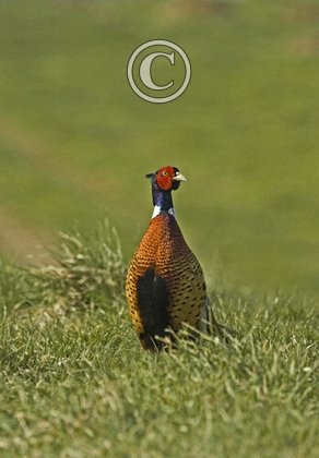 Cock Pheasant DM0522